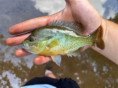 Creek Fishing: Why You Should Skip The Lake & Hit The Creeks! • Panfish ...