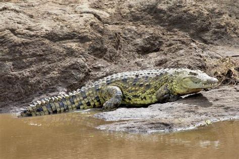 Habitat of a Crocodile: Characteristics and Behavior - My Animals