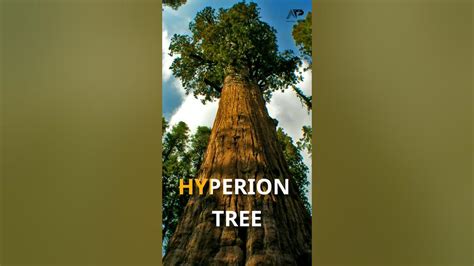 World's tallest tree 🌍| Hyperion Tree - YouTube