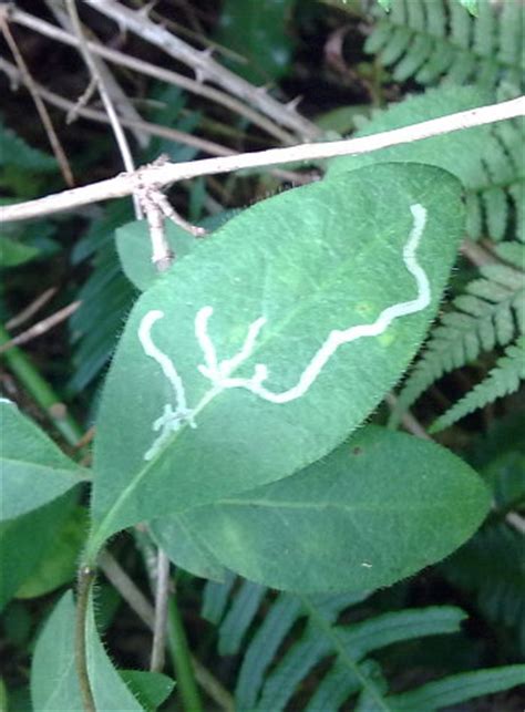 Leaf miner - Entomologists' glossary - Amateur Entomologists' Society (AES)