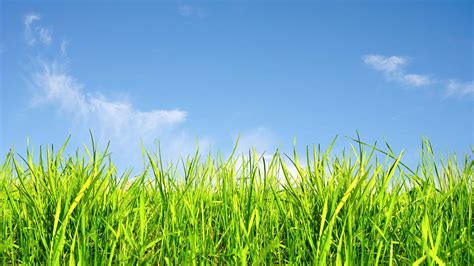 Sky And Grass Wallpaper