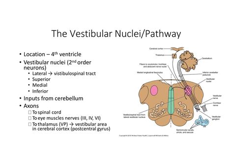 Vestibular Nerve Cells