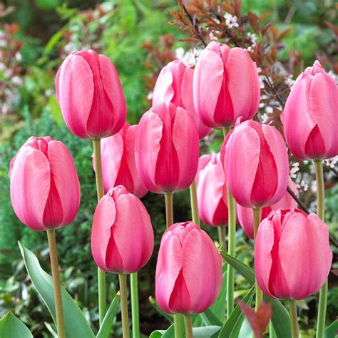 Bloomsz Darwin Tulip Bulbs Pink Impression Flower Bulb (20-Pack)-07640 ...