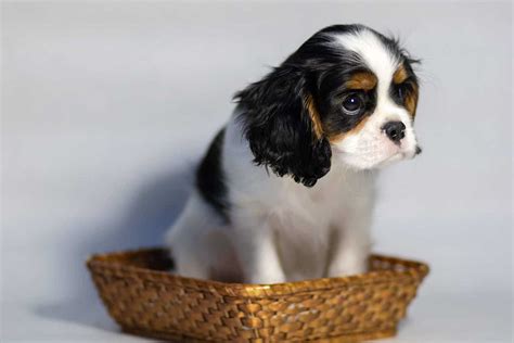 Cavalier King Charles Spaniel: Gentle, affectionate companions