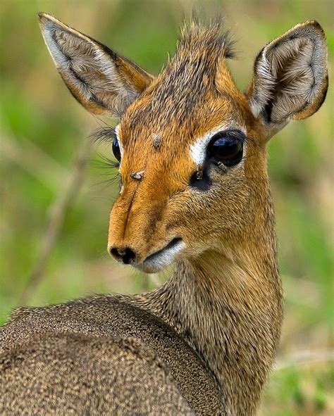 Dik-Dik, a small Antelope of Genus Madoqua that lives in Eastern Africa ...