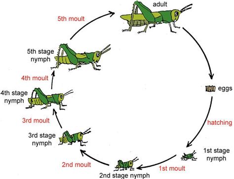 grasshoppers | Life cycles, Life cycles activities, Animal life cycles