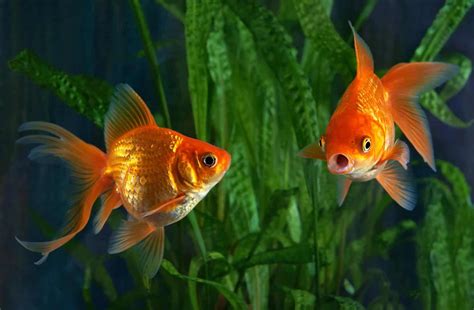 Goldfish Tanks (Setting Up, Sizes, & Tank Mates) | Fishkeeping World