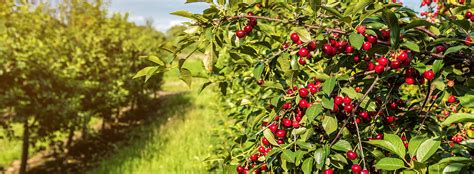 Cherry Trees For Sale Melbourne | Buy Fruit Trees | All Green