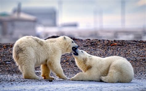 Polar Bear Games, Part 7 – Polar Bear Conservation – The Wandering ...