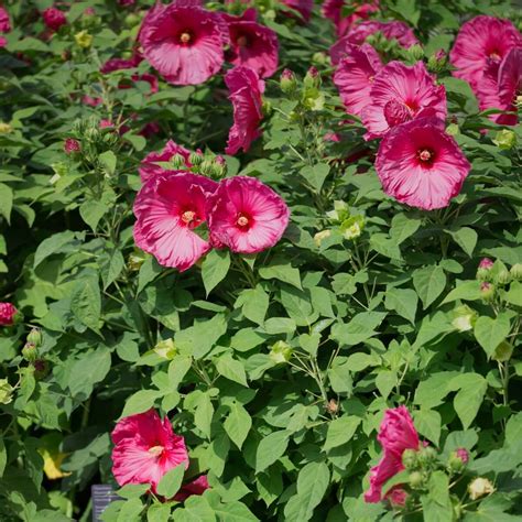 14 Stunning Varieties of Purple Hibiscus - Petal Republic