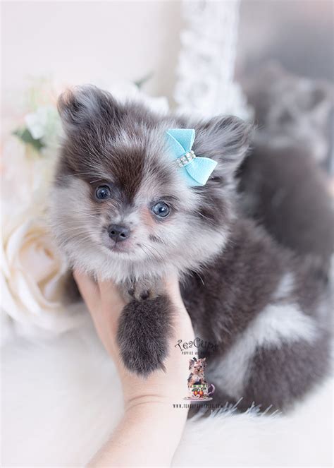 Merle Pomeranian Puppies Florida | Teacup Puppies & Boutique