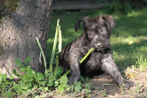 Berger Picard Puppies For Sale - AKC PuppyFinder