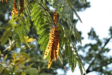 Árvore de mimosa e vagens de sementes Foto stock gratuita - Public ...