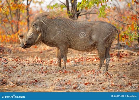 Warthog in natural habitat stock photo. Image of mammal - 76071482