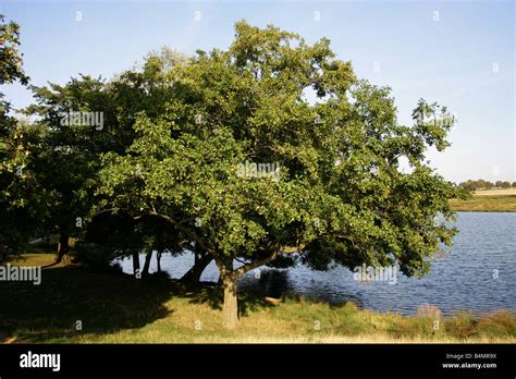 Black Alder, European Alder or Common Alder Tree, Alnus glutinosa ...