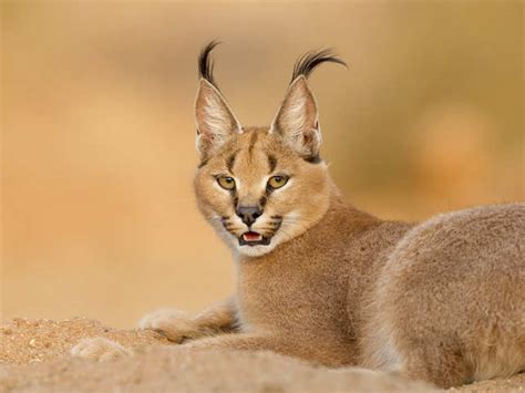 The enigmatic Caracal is in line to become India’s second wild cat ...