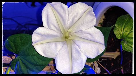 Moon flower blooming with time lapse | Pots and treats - YouTube