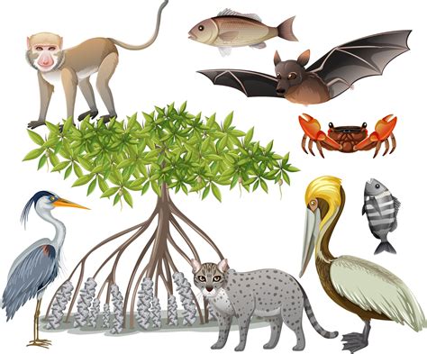 Set of various mangrove animals isolated 2701452 Vector Art at Vecteezy