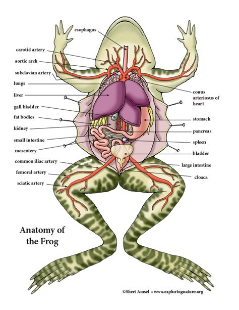 Frog Dissection Anatomy and 2D Model Bundle - Downloadable Only