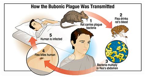 Bubonic Plague In California 2024 Update - Terza Georgine