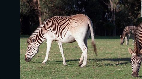 Quagga were extinct for 100 years. Now they're back - CNN