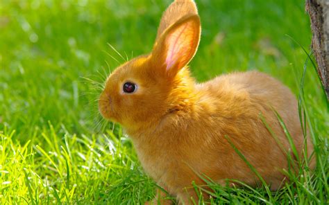 Vibrant Rabbit Bliss: A Stunning HD Wallpaper