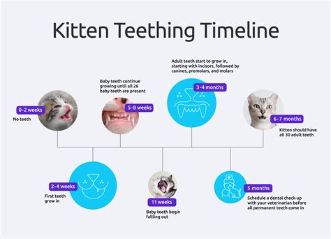 Kitten Teeth Age