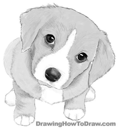 Realistic Easy Cute Dog Drawing