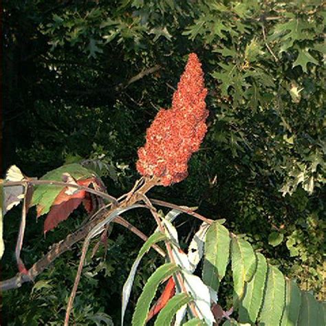 Pictures of Poison Sumac for Identification