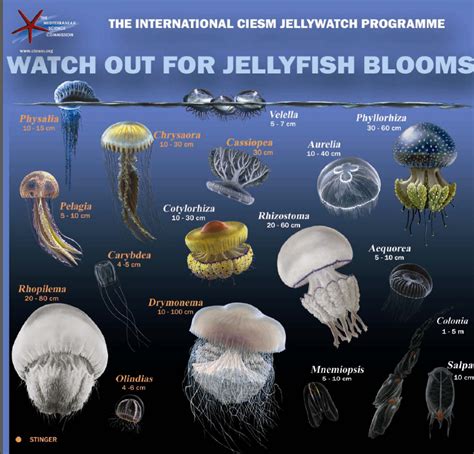 Jellyfish.PNG (812×779) | Types of jellyfish, Jellyfish, Jellyfish species