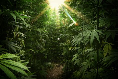 🔥 [46+] Best Weed Wallpapers HD | WallpaperSafari