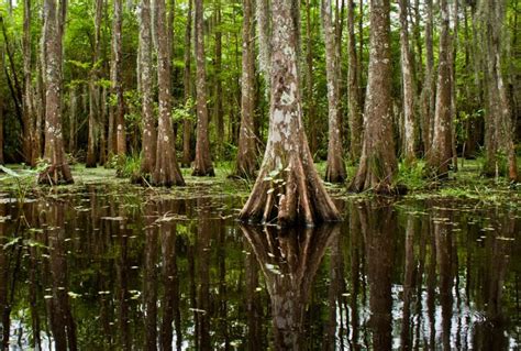 Environmental Planning: Ecology, hydrology, geotechnical engineering ...