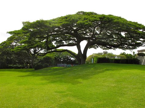 In Indonesia, called "Suar Trees" with the botanical name Saman Samanea ...