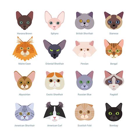 350+ Persian Cat White Background Stock Illustrations, Royalty-Free ...