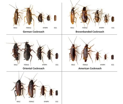 Cockroach Life Cycle, Life Span & More Info about UK Roaches