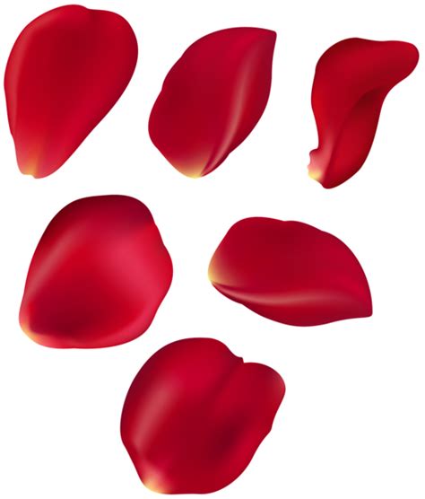 Rose Petal Set Red Transparent Clip Art | Rose petals, Red rose petals ...