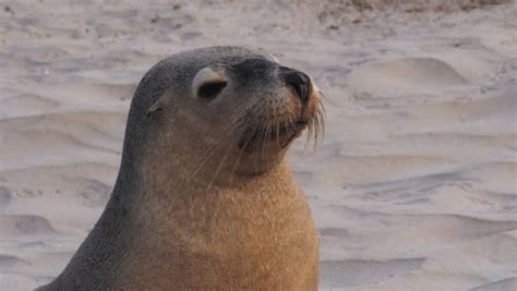 Sea Lion Clapping Stock Footage Video 13704764 - Shutterstock