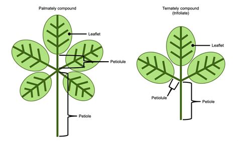 Pinnate Leaf: Definition, Structure, And Examples - [Updated November ...