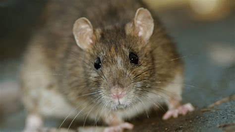 Rattus Norvegicus (Ratto Norvegese)