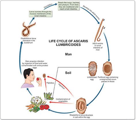 Ascaris Lumbricoides Life Cycle