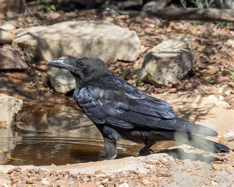 Australian Raven | BirdForum