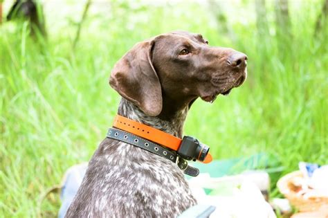 12 Shock Collar Alternatives: Better Ways to Dog Train!