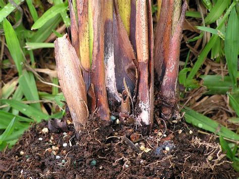 Areca Palm Leaves Turning Yellow: Causes and How to Fix Yellowing Leaves