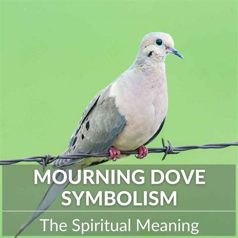 Mourning Dove Meaning: Fascinating Spiritual Significance