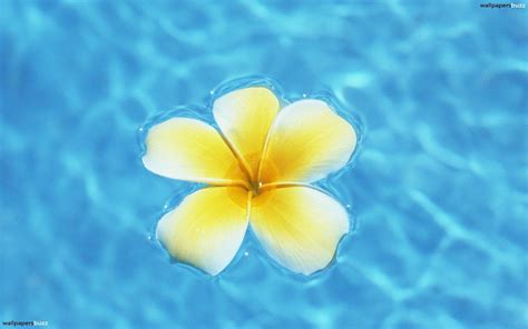 Hawaiian Flower Wallpaper (53+ pictures) - WallpaperSet