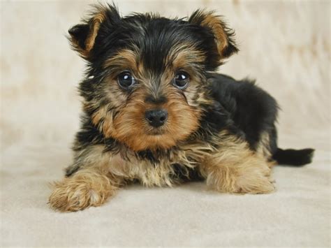 How to Take Care of a Teacup Yorkie Puppy | Cuteness