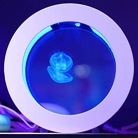 Cubic Jellyfish Aquarium