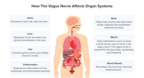 11 Symptoms Of Vagus Nerve Dysfunction