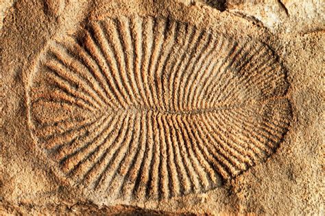 Dickinsonia : Fossils Of The Earliest Known Living Animal ...