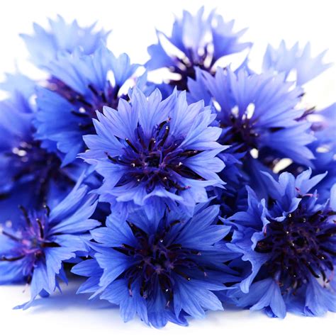 Beautiful Blue Flowers of Summer - Cascade Floral Wholesale